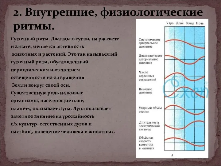 Суточный ритм. Дважды в сутки, на рассвете и закате, меняется активность животных