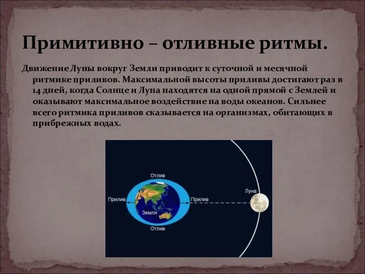 Движение Луны вокруг Земли приводит к суточной и месячной ритмике приливов. Максимальной