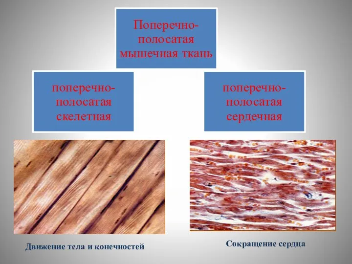 Движение тела и конечностей Сокращение сердца