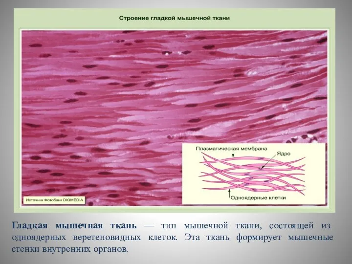 Гладкая мышечная ткань — тип мышечной ткани, состоящей из одноядерных веретеновидных клеток.