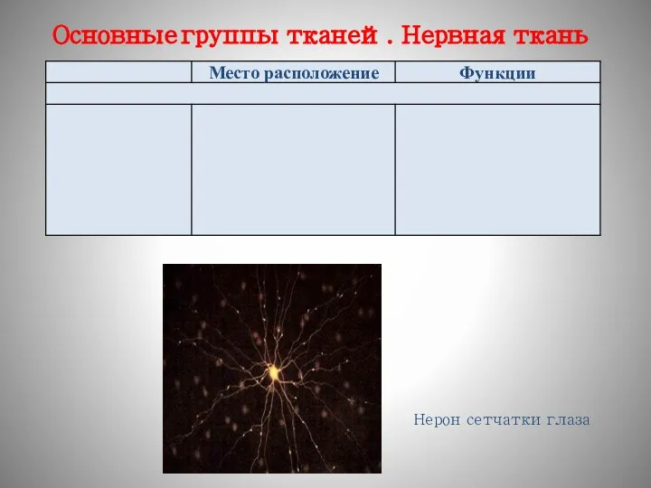 Основные группы тканей. Нервная ткань Нерон сетчатки глаза