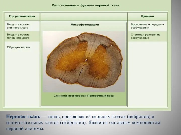 Нервная ткань — ткань, состоящая из нервных клеток (нейронов) и вспомогательных клеток