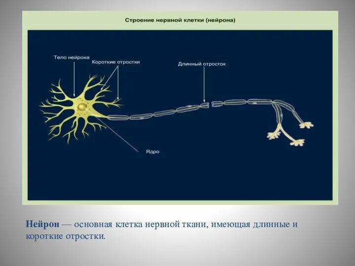 Нейрон — основная клетка нервной ткани, имеющая длинные и короткие отростки.