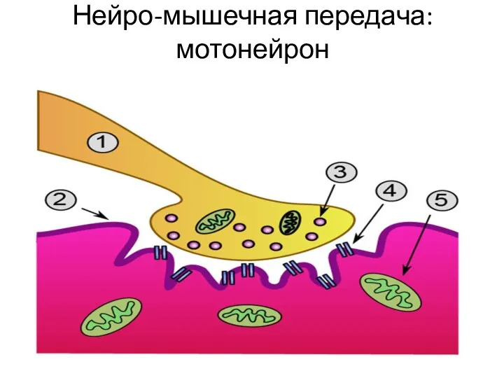 Нейро-мышечная передача: мотонейрон