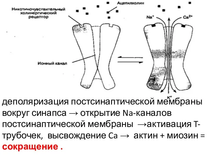 деполяризация постсинаптической мембраны вокруг синапса → открытие Na-каналов постсинаптической мембраны →активация T-трубочек,