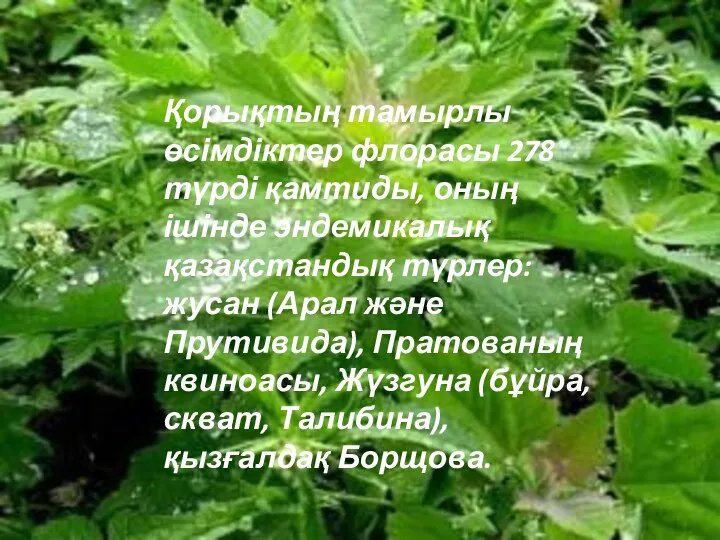 Қорықтың тамырлы өсімдіктер флорасы 278 түрді қамтиды, оның ішінде эндемикалық қазақстандық түрлер: