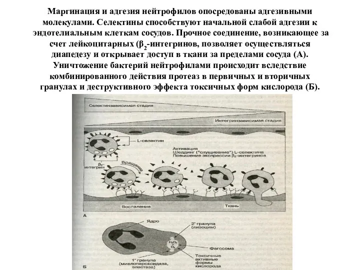 Маргинация и адгезия нейтрофилов опосредованы адгезивными молекулами. Селектины способствуют начальной слабой адгезии