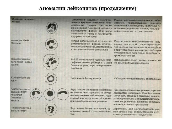 Аномалии лейкоцитов (продолжение)