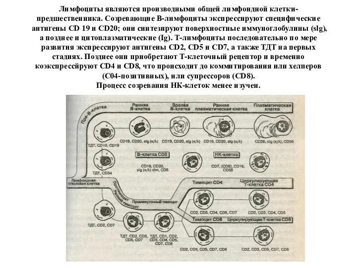 Лимфоциты являются производными общей лимфоидной клетки-предшественника. Созре­вающие В-лимфоциты экспрессируют специфические антигены CD