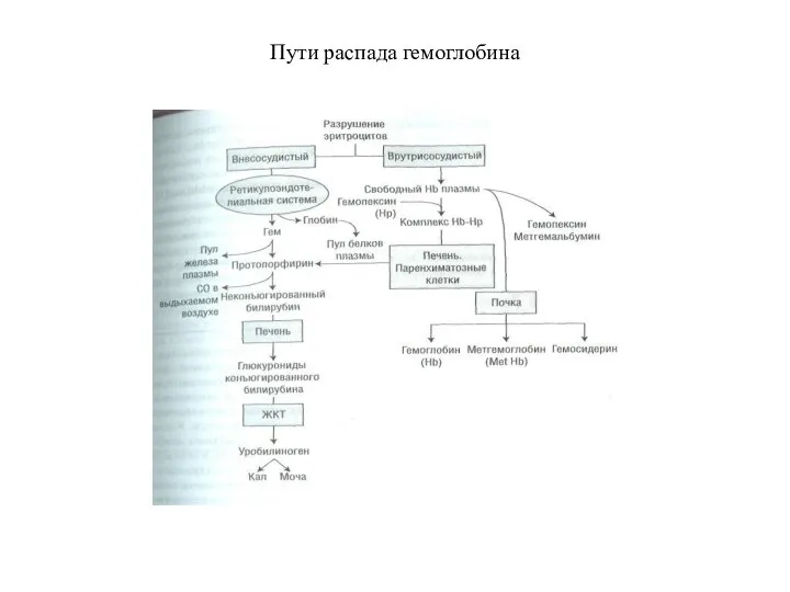 Пути распада гемоглобина