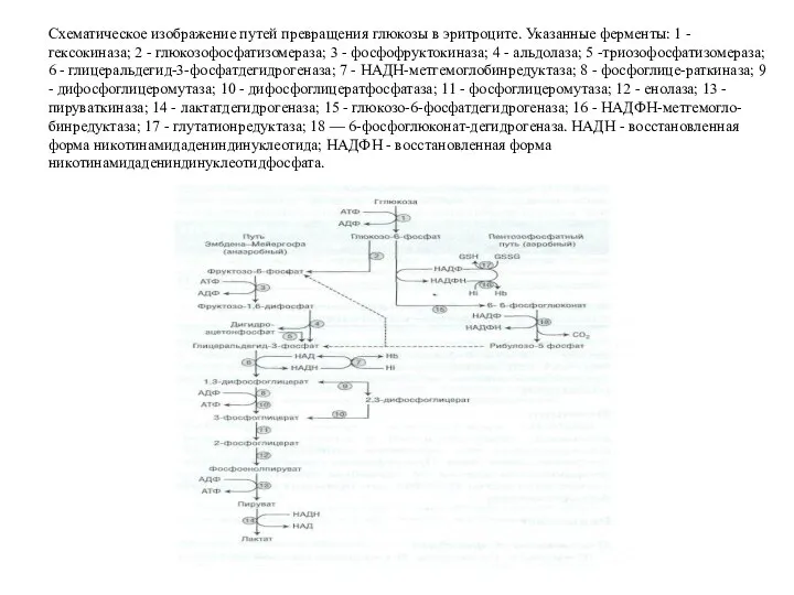 Схематическое изображение путей превра­щения глюкозы в эритроците. Указанные ферменты: 1 - гексокиназа;