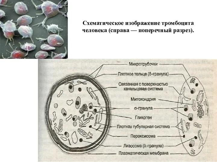 Схематическое изображение тромбоцита человека (справа — поперечный разрез).