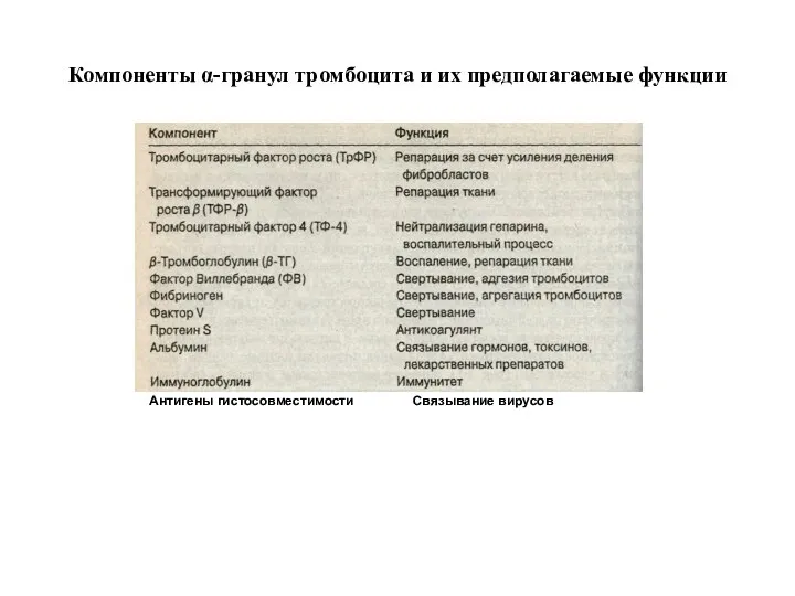 Компоненты α-гранул тромбоцита и их предполагаемые функции Антигены гистосовместимости Связывание вирусов