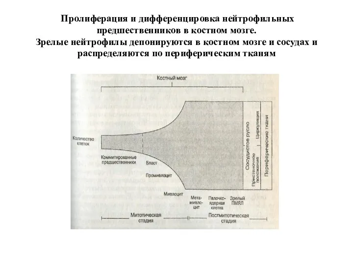 Пролиферация и дифференцировка нейтрофильных предшественников в костном мозге. Зрелые нейтрофилы депонируются в