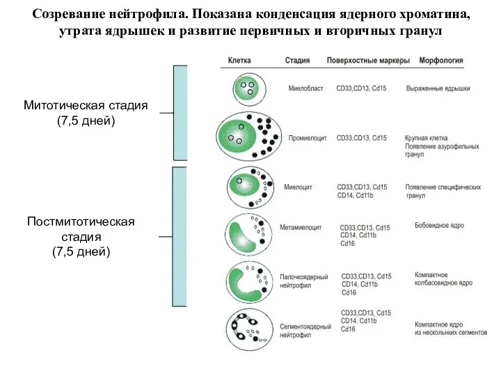 Созревание нейтрофила. Показана конденсация ядерного хроматина, утрата ядрышек и развитие первичных и