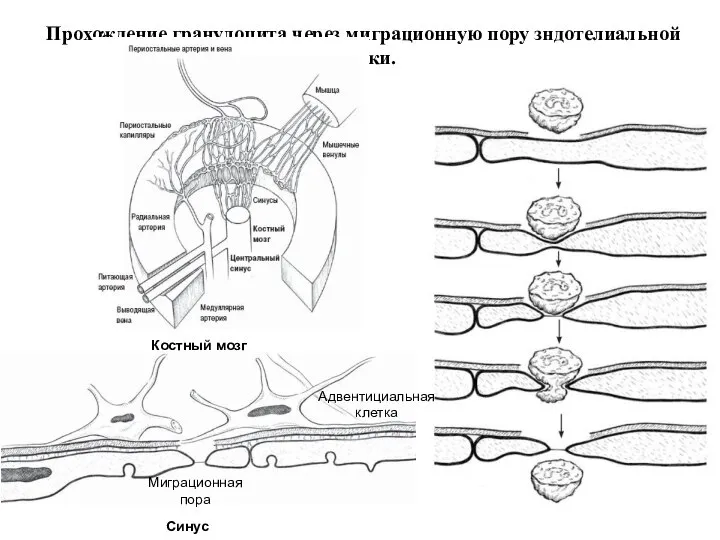 Прохождение гранулоцита через миграционную пору зндотелиальной клетки. Костный мозг Адвентициальная клетка Миграционная пора Синус