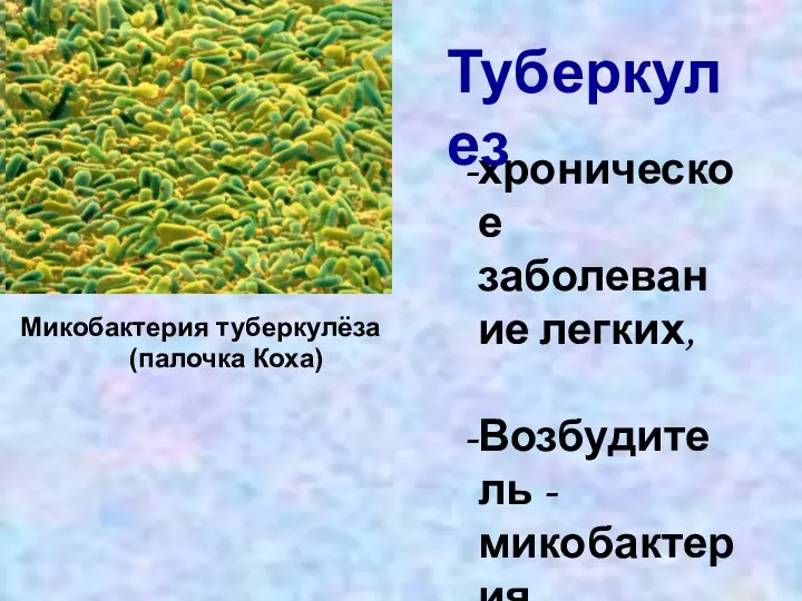 Микобактерия туберкулёза (палочка Коха) хроническое заболевание легких, Возбудитель - микобактерия туберкулеза Туберкулез