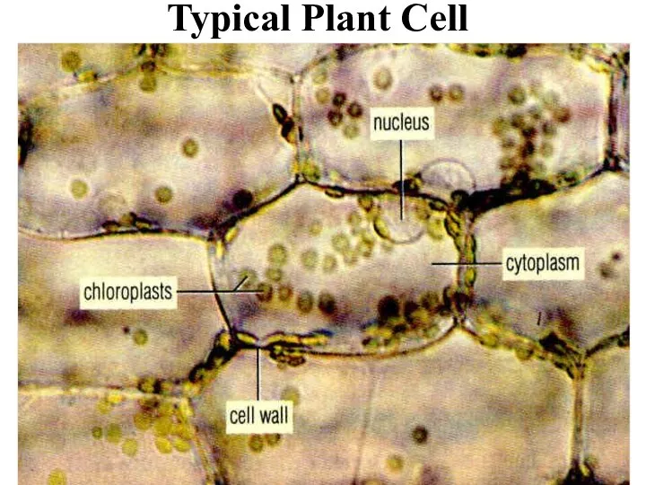 Typical Plant Cell