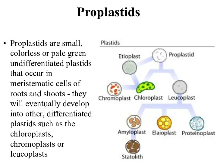 Proplastids Proplastids are small, colorless or pale green undifferentiated plastids that occur
