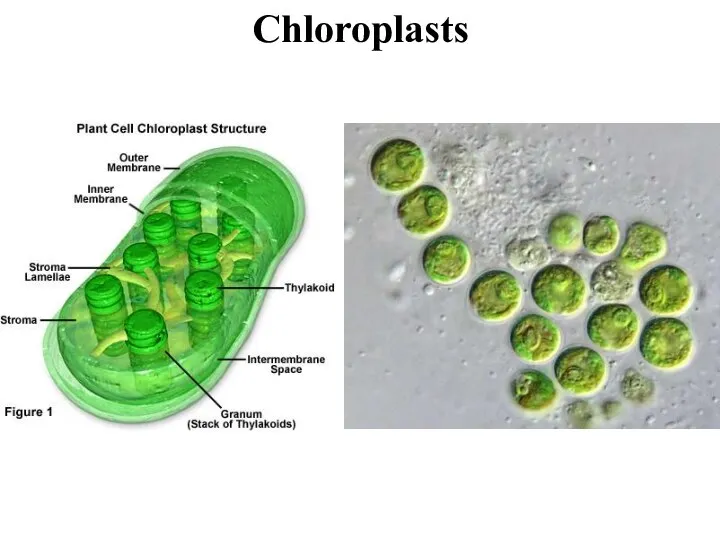 Chloroplasts