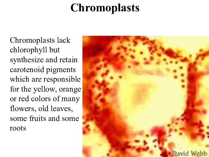 Chromoplasts Chromoplasts lack chlorophyll but synthesize and retain carotenoid pigments which are