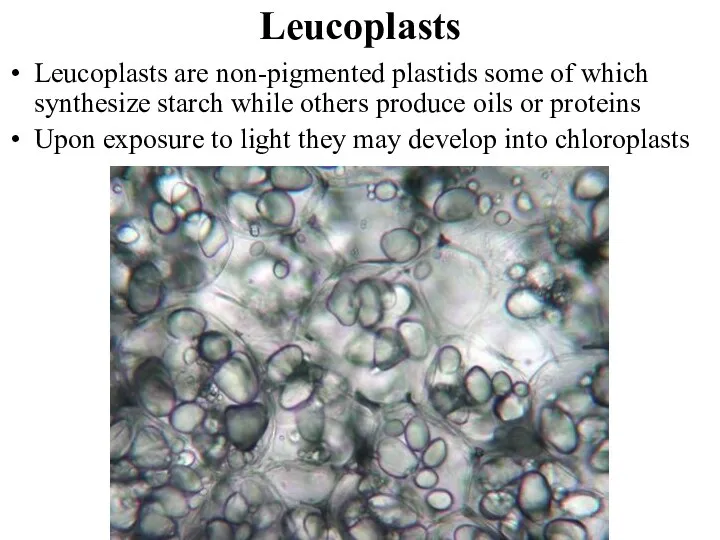 Leucoplasts Leucoplasts are non-pigmented plastids some of which synthesize starch while others