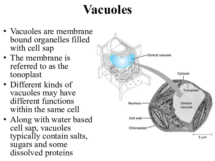 Vacuoles Vacuoles are membrane bound organelles filled with cell sap The membrane