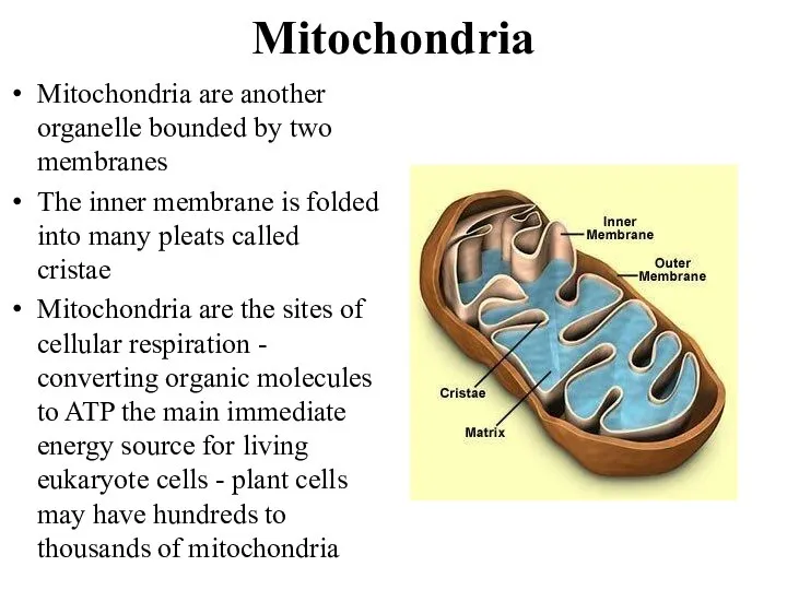 Mitochondria Mitochondria are another organelle bounded by two membranes The inner membrane