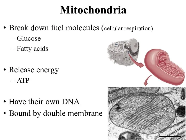 Mitochondria Break down fuel molecules (cellular respiration) Glucose Fatty acids Release energy