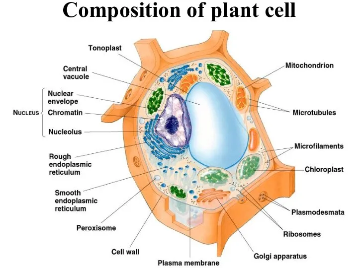 Typical Plant Cell Composition of plant cell