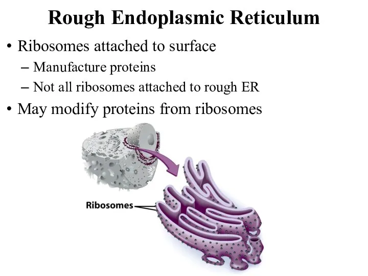 Rough Endoplasmic Reticulum Ribosomes attached to surface Manufacture proteins Not all ribosomes
