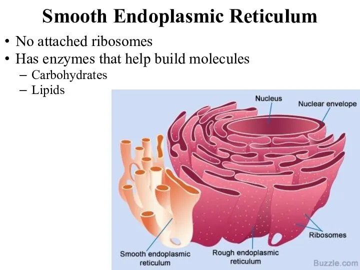 Smooth Endoplasmic Reticulum No attached ribosomes Has enzymes that help build molecules Carbohydrates Lipids