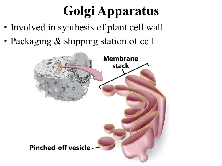 Golgi Apparatus Involved in synthesis of plant cell wall Packaging & shipping station of cell