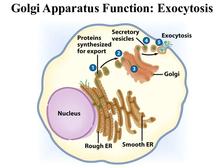 Golgi Apparatus Function: Exocytosis