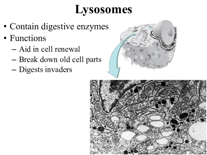 Lysosomes Contain digestive enzymes Functions Aid in cell renewal Break down old cell parts Digests invaders