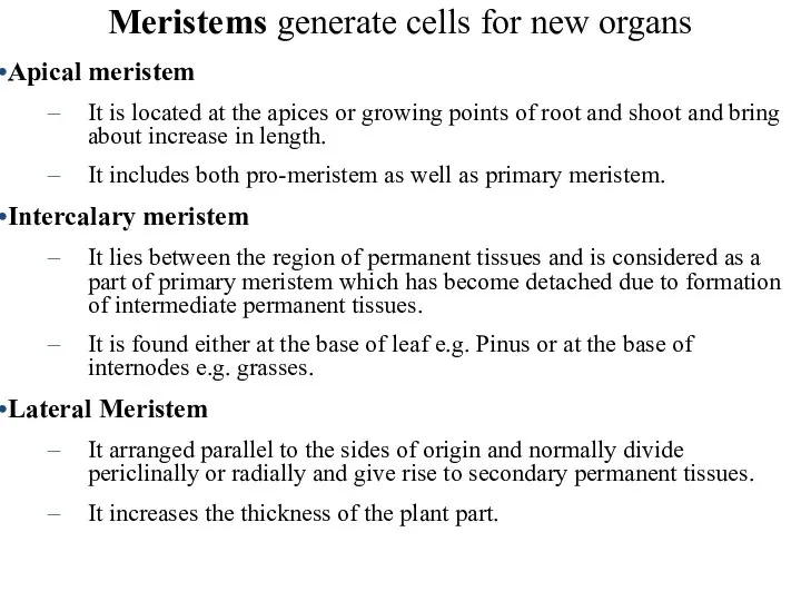 Meristems generate cells for new organs Apical meristem It is located at