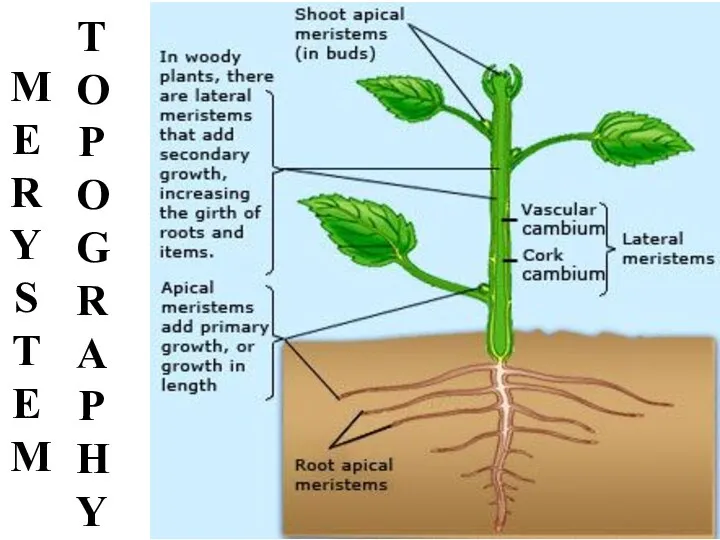 MERYSTEM TOPOGRAPHY