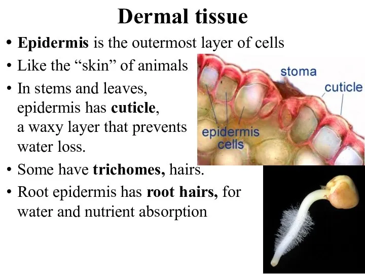 Dermal tissue Epidermis is the outermost layer of cells Like the “skin”