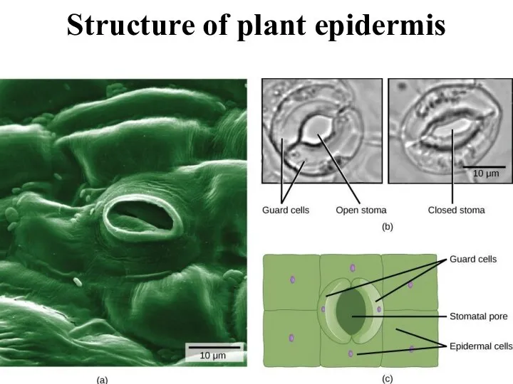 Structure of plant epidermis