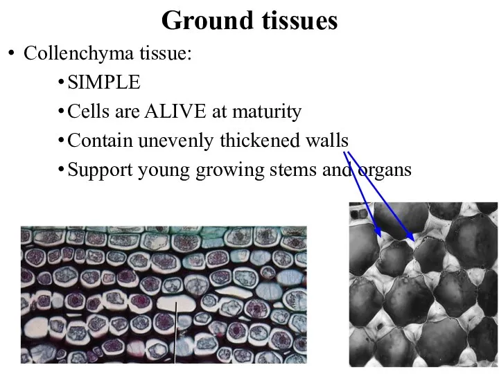 Ground tissues Collenchyma tissue: SIMPLE Cells are ALIVE at maturity Contain unevenly