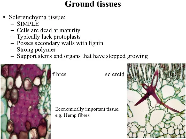 Ground tissues Sclerenchyma tissue: SIMPLE Cells are dead at maturity Typically lack