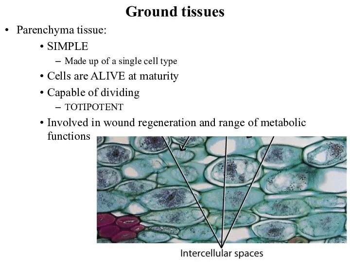 Ground tissues Parenchyma tissue: SIMPLE Made up of a single cell type