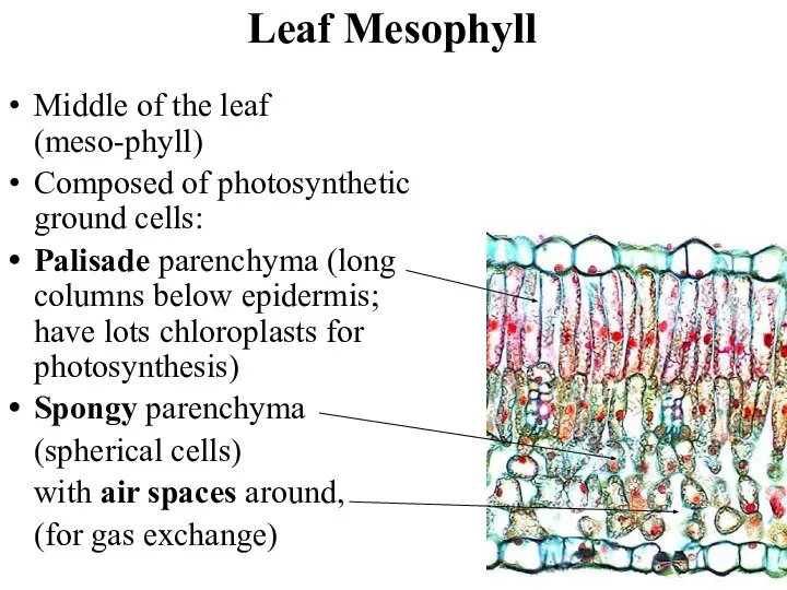 Leaf Mesophyll Middle of the leaf (meso-phyll) Composed of photosynthetic ground cells: