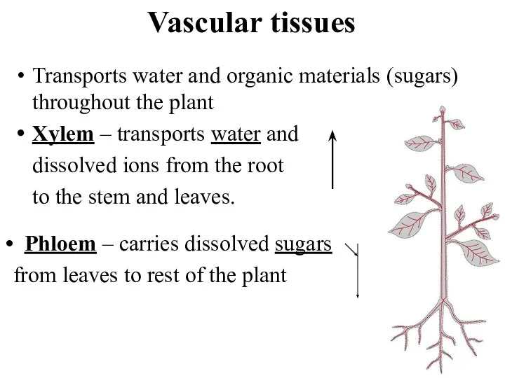 Vascular tissues Transports water and organic materials (sugars) throughout the plant Xylem