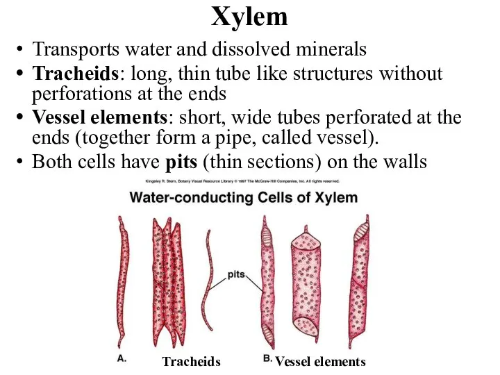 Xylem Transports water and dissolved minerals Tracheids: long, thin tube like structures