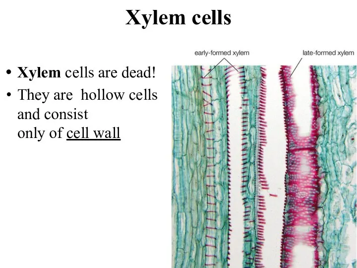 Xylem cells Xylem cells are dead! They are hollow cells and consist only of cell wall