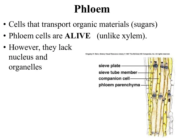 Phloem Cells that transport organic materials (sugars) Phloem cells are ALIVE (unlike