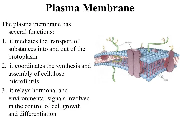Plasma Membrane The plasma membrane has several functions: 1. it mediates the