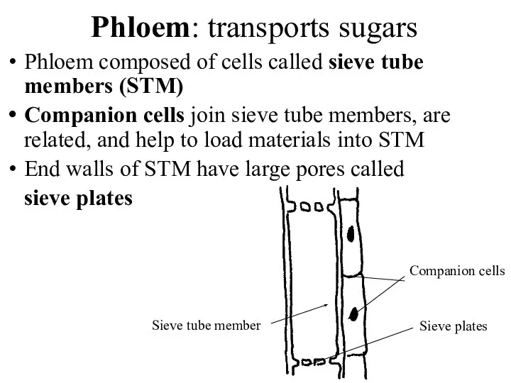 Phloem: transports sugars Phloem composed of cells called sieve tube members (STM)