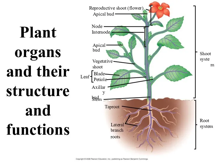 Reproductive shoot (flower) Apical bud Node Internode Apical bud Shoot system Vegetative